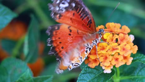 butterfly interacting with flowers in a park