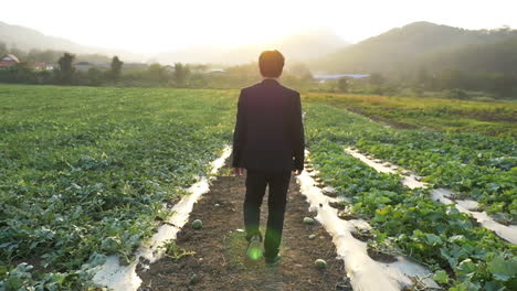 young business man walking in melon field with sunset