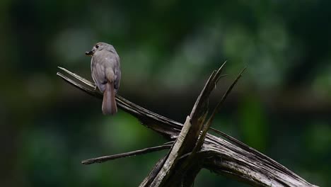 El-Papamoscas-Azul-De-La-Colina-Se-Encuentra-En-Un-Hábitat-De-Gran-Altura,-Tiene-Plumas-Azules-Y-Un-Pecho-Anaranjado-Para-El-Macho,-Mientras-Que-La-Hembra-Es-De-Color-Marrón-Canela-Pálido-Y-También-Con-Un-Pecho-Anaranjado-En-Transición