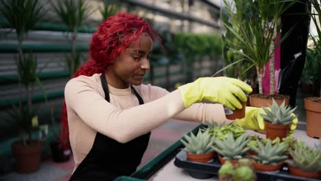 woman in greenhouse arranging succulent plants collection, refill the stand, side view