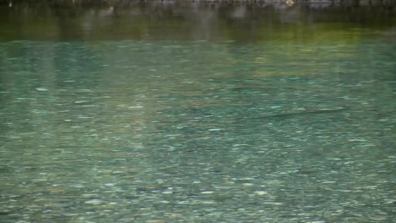 A shadow of a big trout in the mountain river