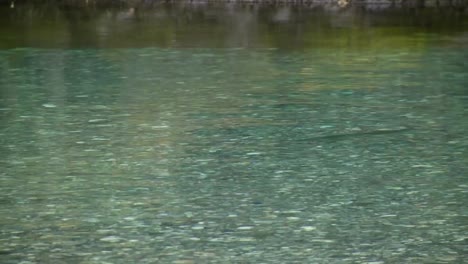 A-shadow-of-a-big-trout-in-the-mountain-river