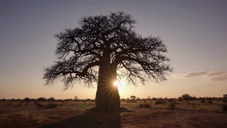 baobab tree silhouetted against a sunset in the savanna