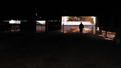 Silhouette-of-cattle-farmer-walking