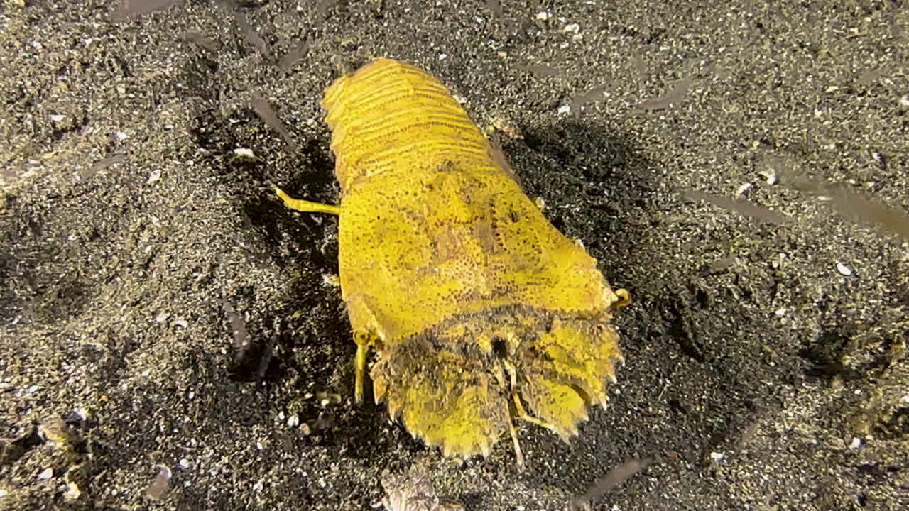 Ripresa subacquea di una cicala di mare che cammina sul fondale sabbioso nell'Indo-Pacifico