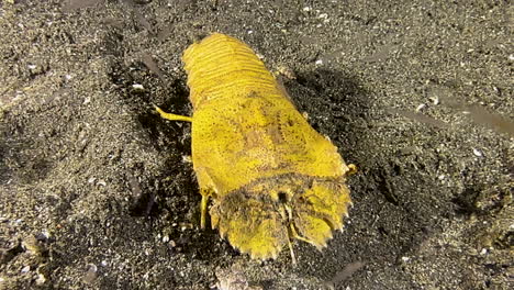 Underwater-shot-of-slipper-lobster-walking-over-sandy-bottom-in-indo-pacific
