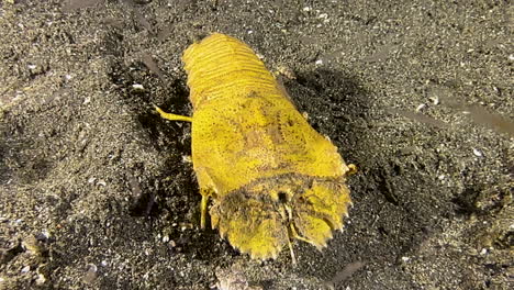 underwater shot of slipper lobster walking over sandy bottom in indo-pacific