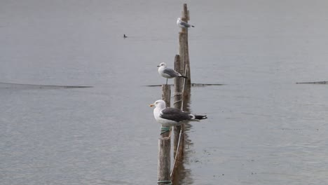 gaviotas posadas en postes. mar de wadden. países bajos
