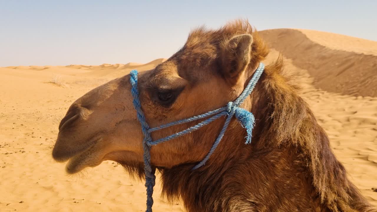 Close-up of a relacing Dromedary camel with wind in its hair and sand dunes in the background. Filmed in Sahara desert of Tunisia