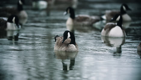 Group-of-Wild-Canadian-Geese-Preening-in-Cold-Lake-Water