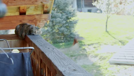 Eine-Katze-Beobachtet-Einen-Vogel,-Der-Auf-Einem-Balkon-Tanzt-Und-Dann-Davonfliegt