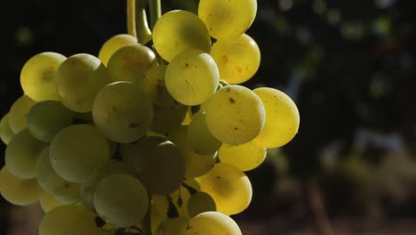 grapes on the vine in vineyard