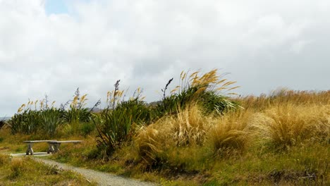 Vista-Fija-De-La-Cámara-De-Los-Cultivos-Meciéndose-Con-El-Viento-Con-El-Cielo-Nublado-Arriba