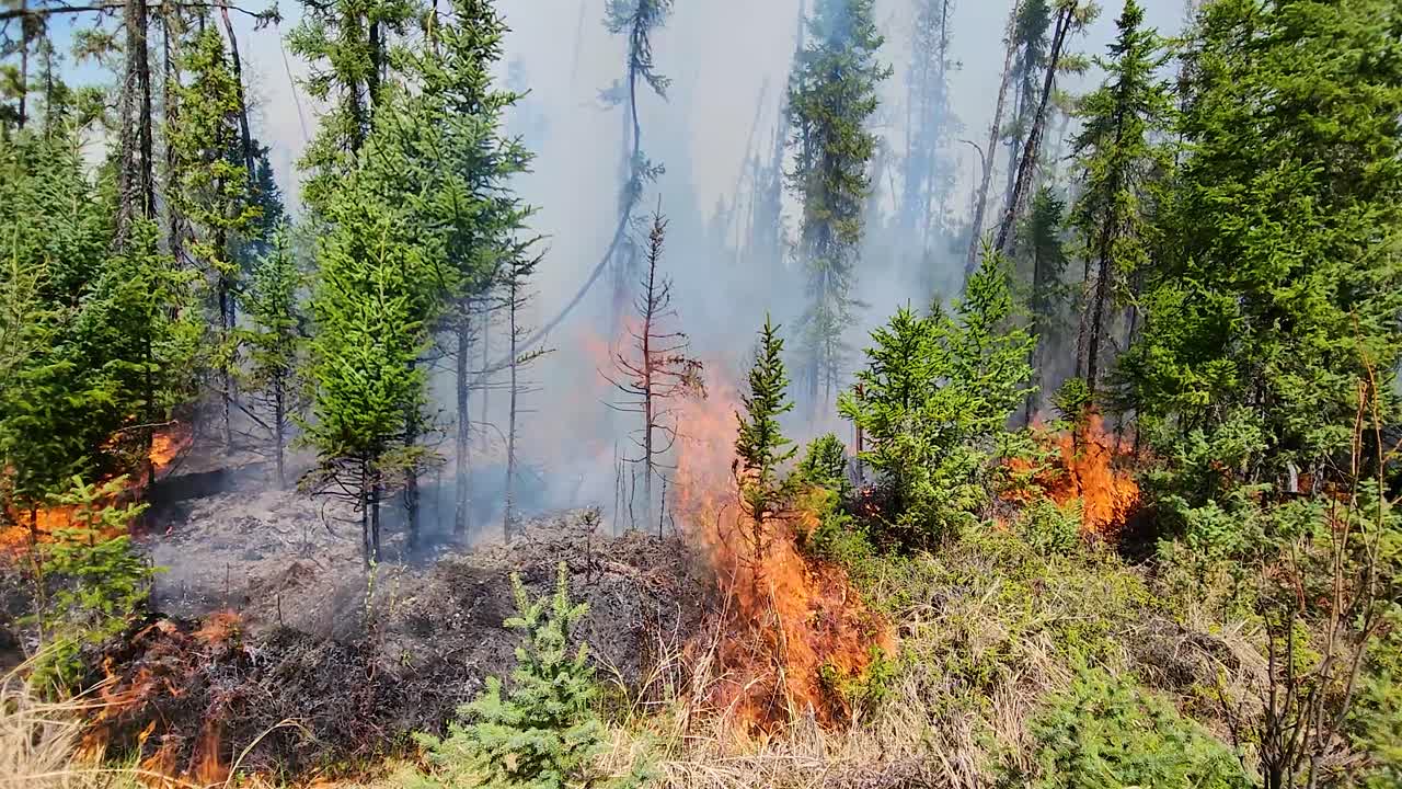 A close up aerial shot looking down onto the flames of a raging wildfire destroying the vegetation and trees of a forest, Alberta, Canada