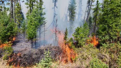 A-close-up-aerial-shot-looking-down-onto-the-flames-of-a-raging-wildfire-destroying-the-vegetation-and-trees-of-a-forest,-Alberta,-Canada