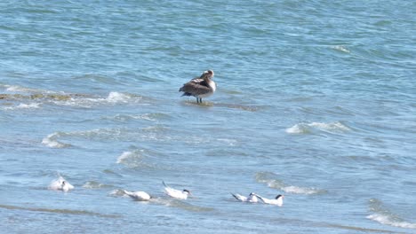 a pelican with small birds bathing in the water