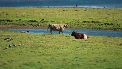 cows graze on the lush meadow on the danish coast