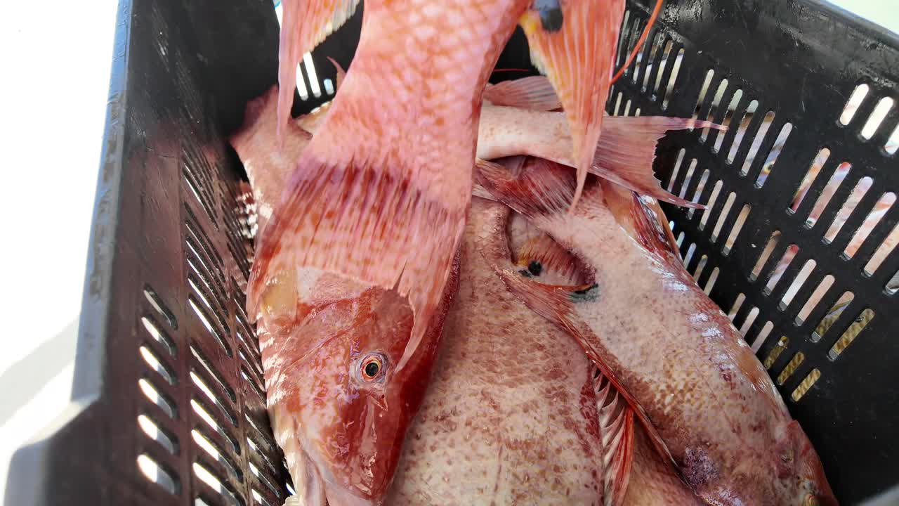 Fresh Hogfish in a Fish Market, A Close-up View