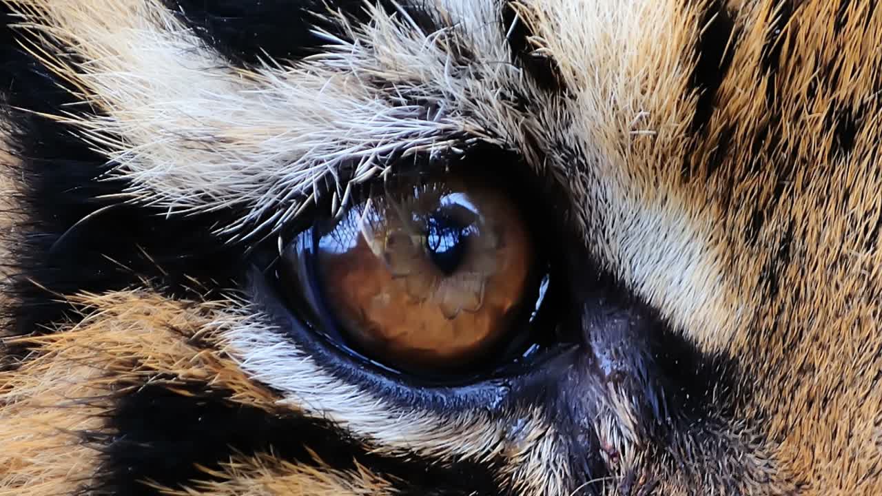 Olho de tigre