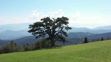 aerial reveal shot pulling out from behind vegetation to reveal the holy pine in kamena gora, serbia and the lush countryside beyond