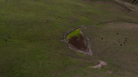 flight over cows and a water point in mountain