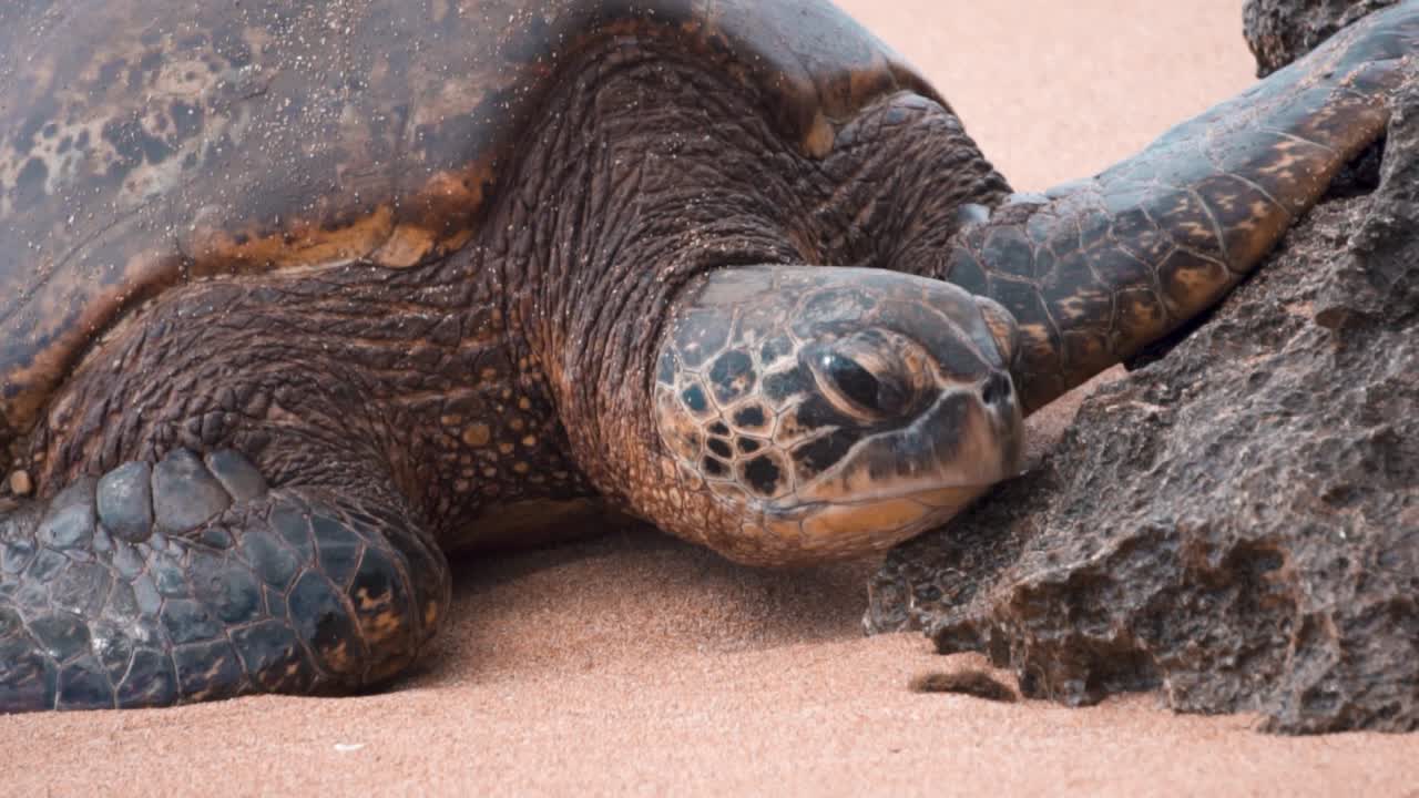 모래 해변의 거북이 거북이 위로 돌진하는 물