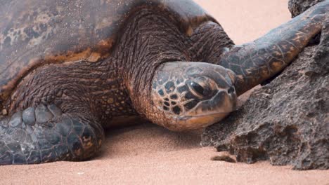 Turtle-on-sandy-beach-water-rushing-over-turtle