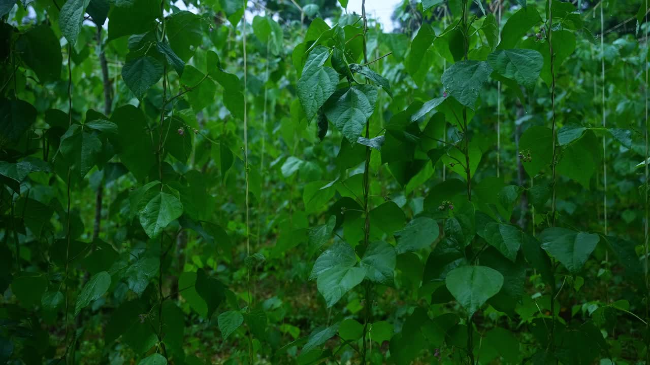 A shot of dense rows of climbing vines on vertical trellis strings, broad green leaves swaying lightly in the wind in the dense, gloomy forest of Mount Banahaw, Quezon Province Philippines