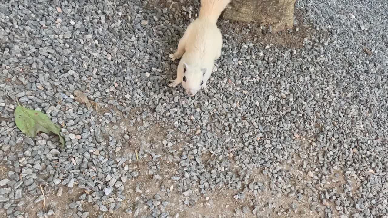 Eichhörnchen klettert flink einen Baumstamm herunter.