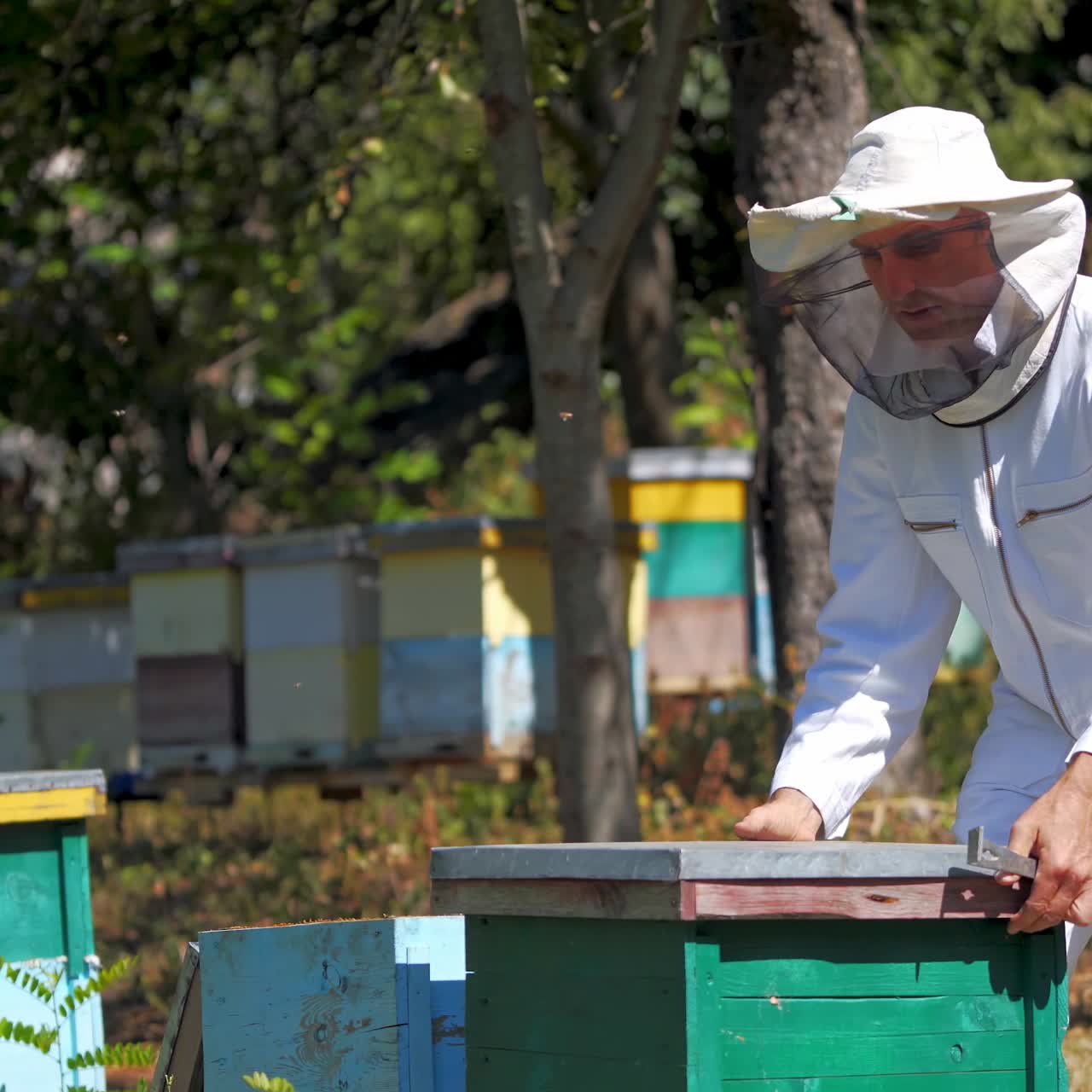Apicoltore esperto in uniforme protettiva nell'apiario. Apicoltore che esamina le api negli alveari in mezzo alla natura verde. Attività di apicoltura. Produzione di miele.