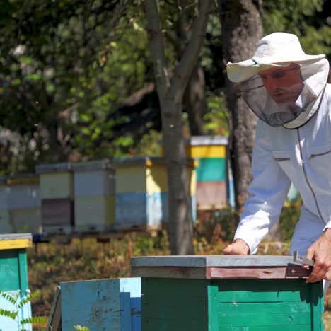 experienced beekeeper in protective uniform on apiary. man apiarist examining bees in beehives among green nature. apiculture business. honey production