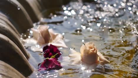 white and red roses floating in a fountain