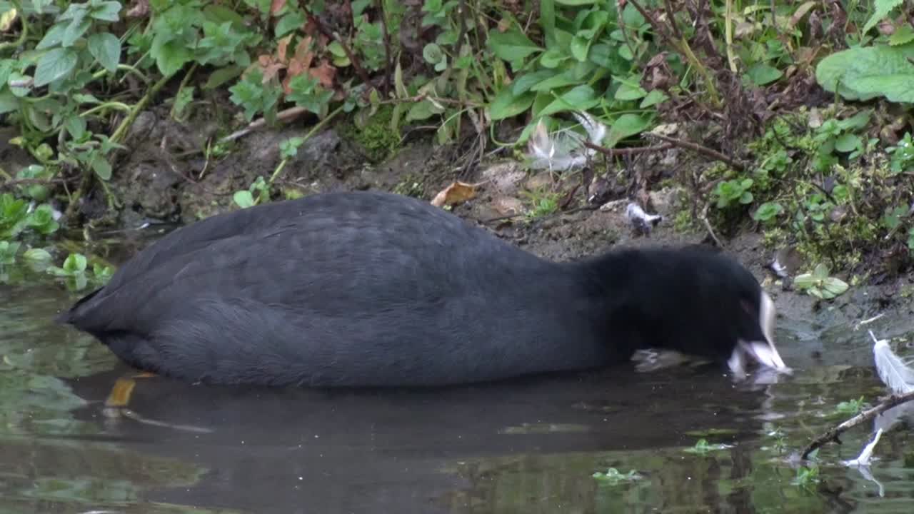 A Coot, ulica atra, feeding at pond edge. Autumn. UK