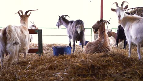 goats in their enclosure in a farm, indoor, medium shot, static