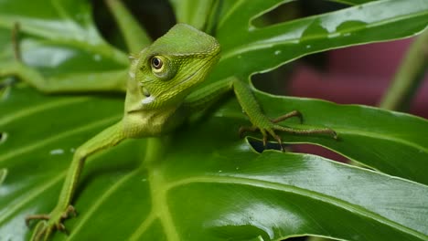 green chameleon head hd videos. close-up of chameleon