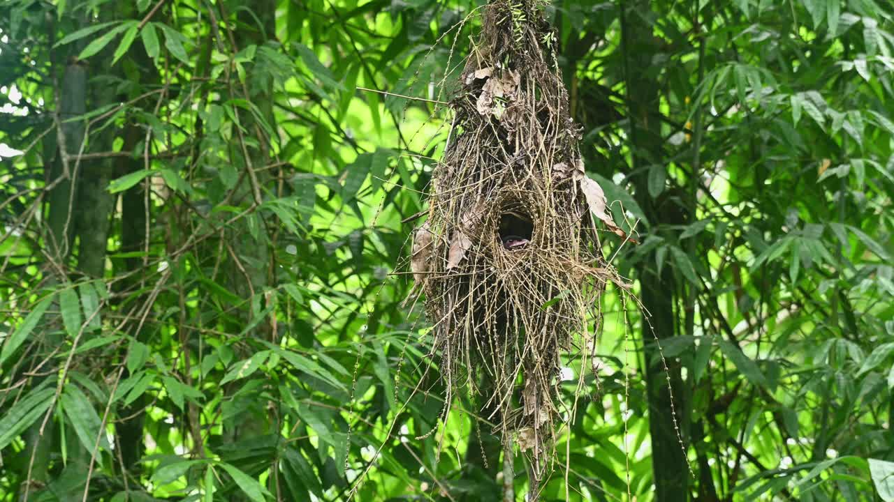 Un nido che gira in senso orario spinto dal vento, rivelando un uccello che cova all'interno