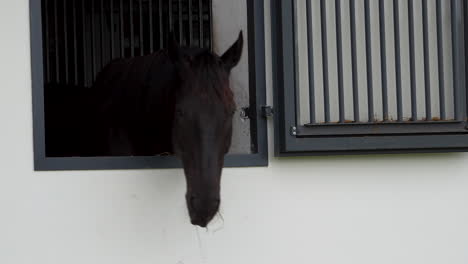 close-up of a dark horse's head partially visible through a stable window, highlighting its gentle eyes and serene environment