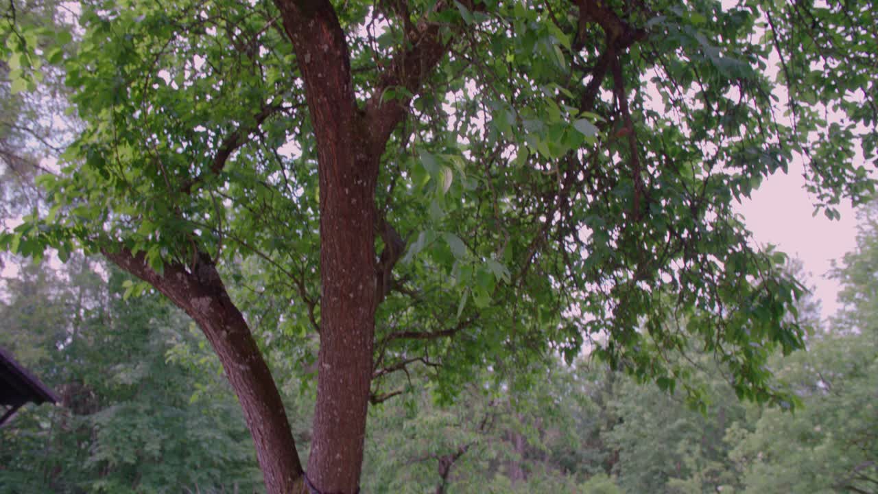 Hammock mounted on plum tree
