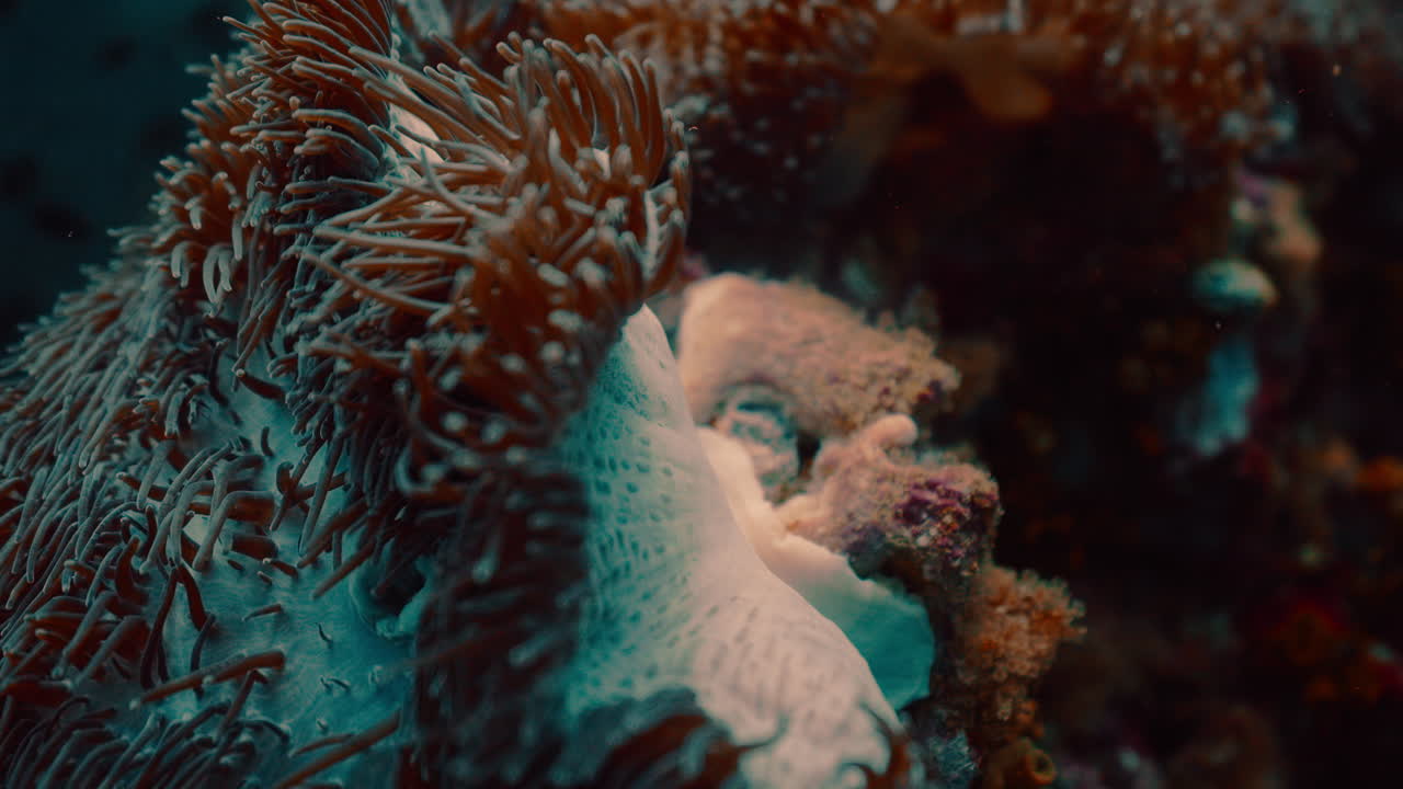 un primer plano de una anémona de mar