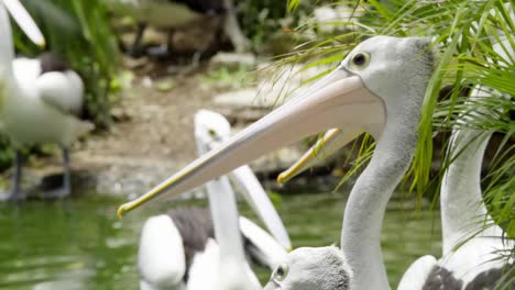 pod of australian pelicans in the lake