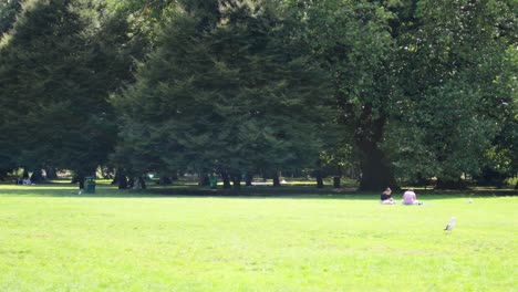 people enjoying a sunny day in the park