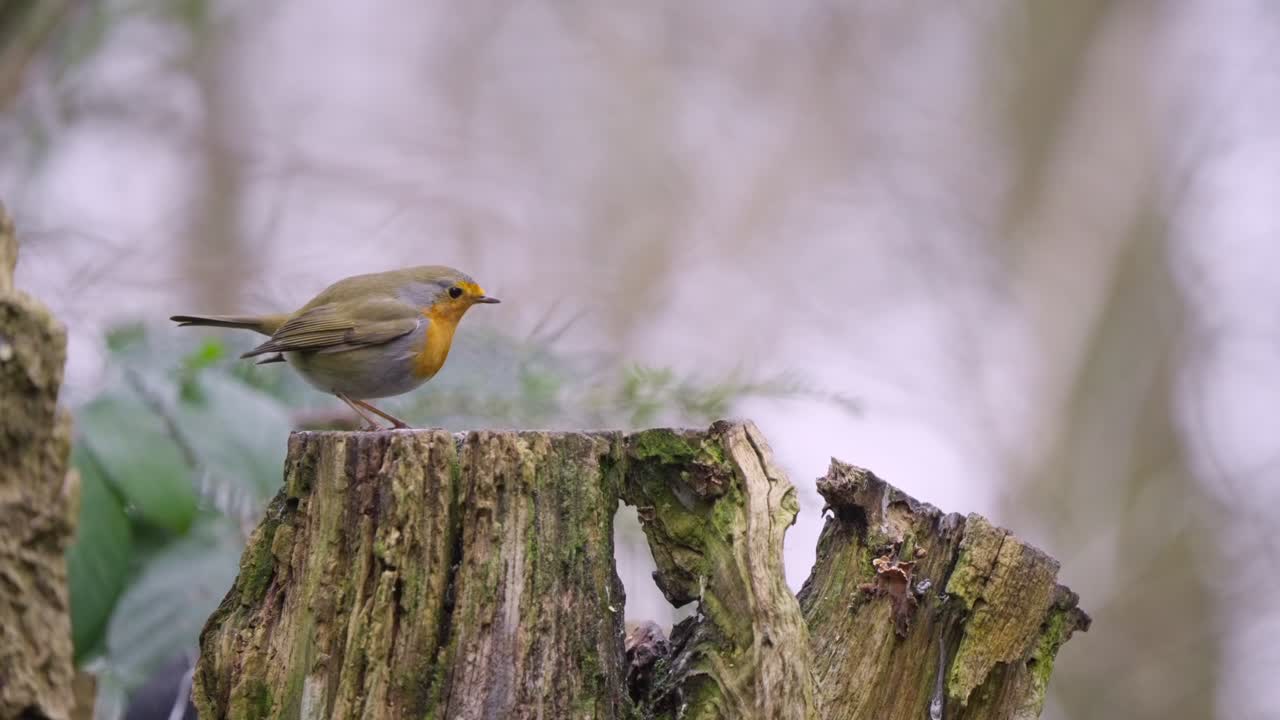 Eurasian robin hops along top of stump, pauses briefly, then flutters off