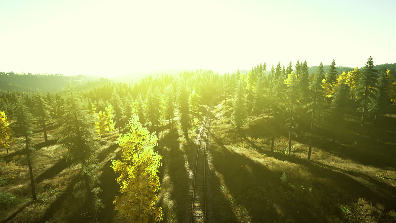 Sunrise illuminates serene forest landscape along hiking trail