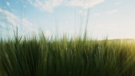 wheat field at sunset