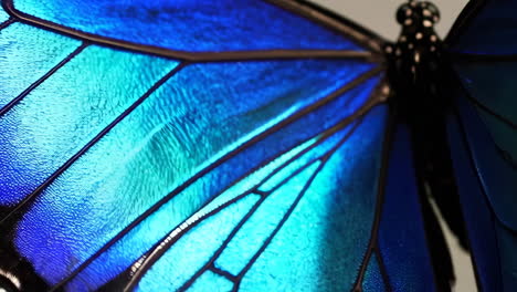 close-up of blue butterfly wings