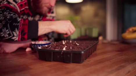 Planting-Garlic-Cloves-In-Seedling-Tray-With-Soil-At-Home