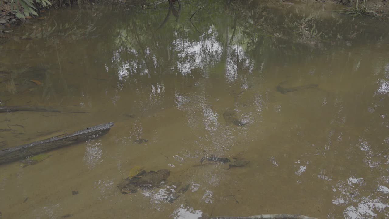 Small Fresh Water stream,forming a river with green south east asia tropical rain forest