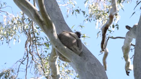 a wild koala bear sleeping high up in the branches of an australian native eucalyptus gum tree