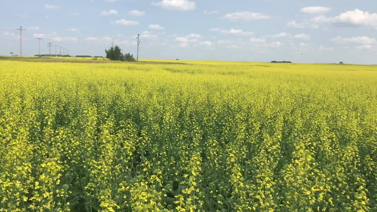 Molti fiori gialli
