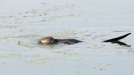 sunny day close-up in wetland pond: muskrat feeding on green plants